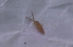 Entomobrya lanuginosa