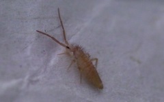 Entomobrya lanuginosa