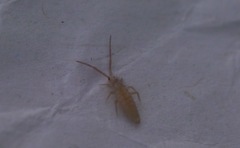 Entomobrya lanuginosa