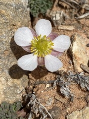 Ranunculus andersonii