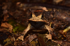 Proceratophrys itamari