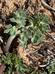 Ranunculus andersonii