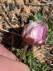Ranunculus andersonii