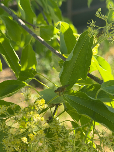 Unknown species found near Clark Rd, Oroville, CA, US