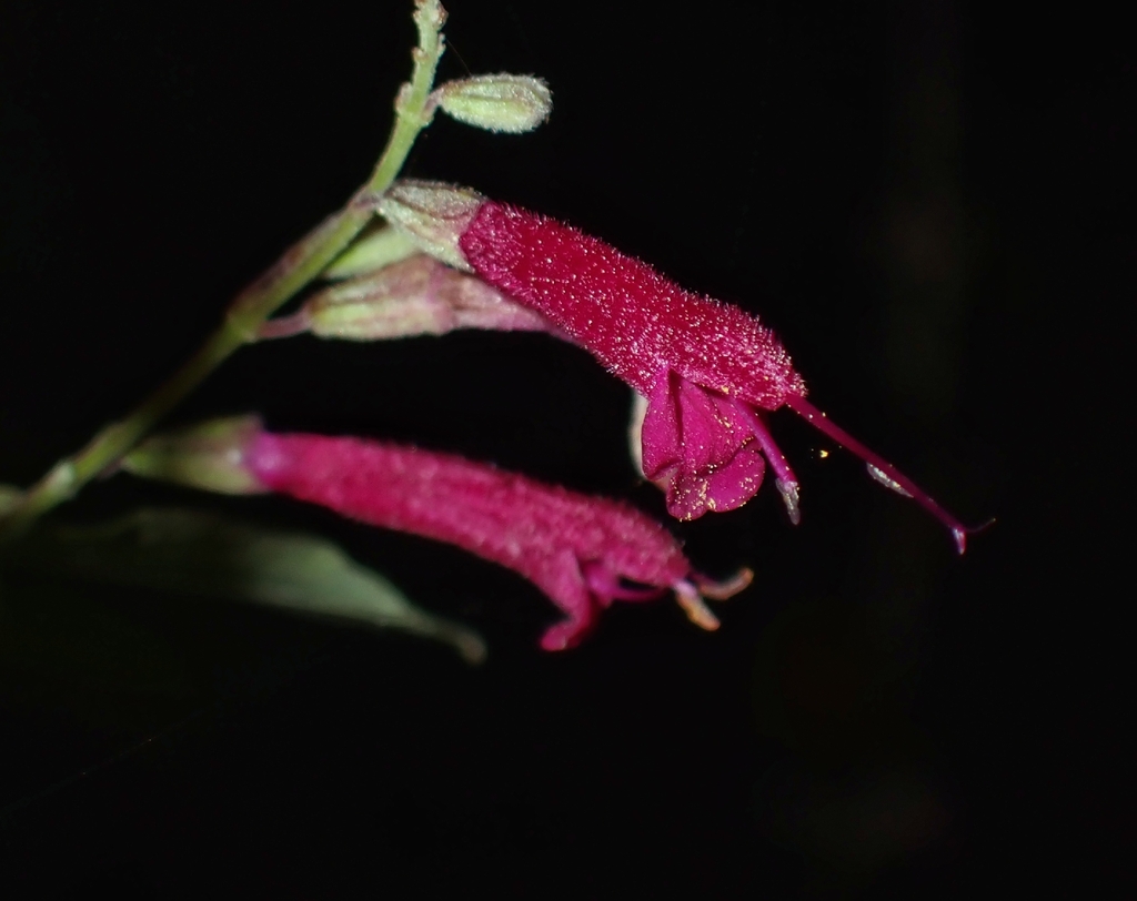 Salvia iodantha; photograph (c) Alberto Alcalá, some rights reserved (CC BY)