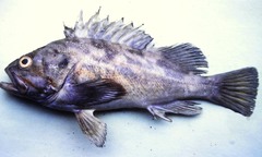 Sebastes auriculatus