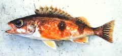 Sebastes semicinctus