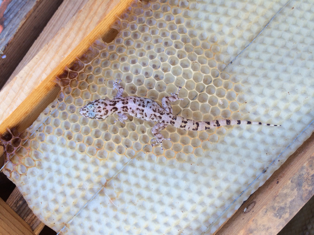 San Lucan Gecko