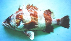 Sebastes rubrivinctus