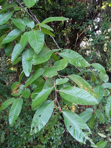 Rauli (Nothofagus alpina)