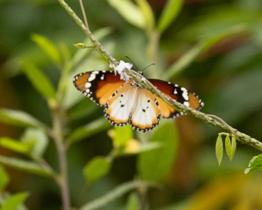Plain Tiger Butterfly