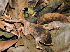 Proceratophrys itamari