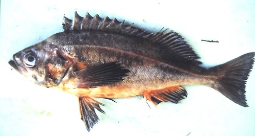 Rockfish (Sebastes hopkinsi) — Sebastidae — 5
