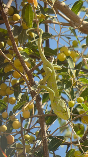 Arabian Chameleon