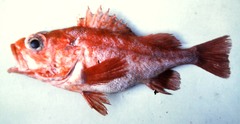 Black Bass photo 3