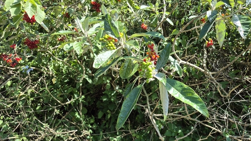 giant bitter-apple (Solanum giganteum)