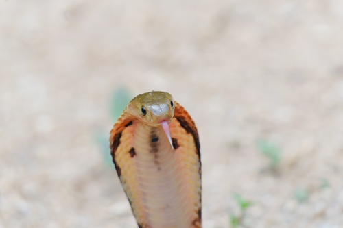 Equatorial Spitting Cobra