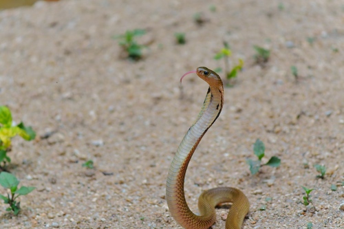 Equatorial Spitting Cobra
