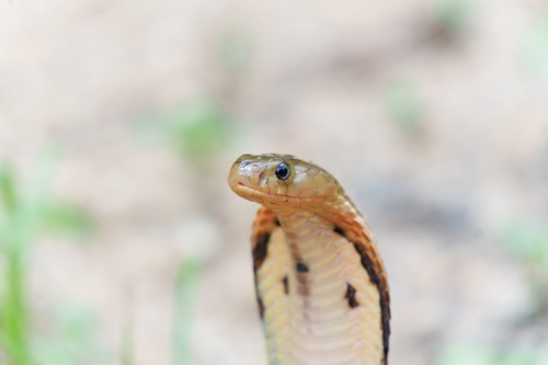 Equatorial Spitting Cobra