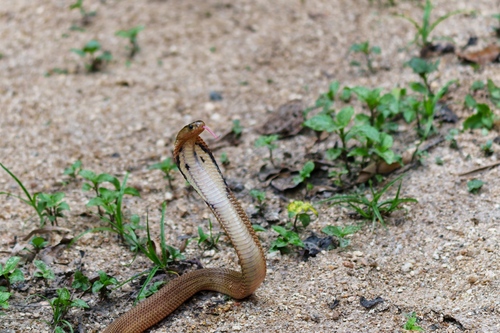 Equatorial Spitting Cobra