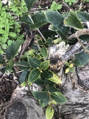 Osmanthus