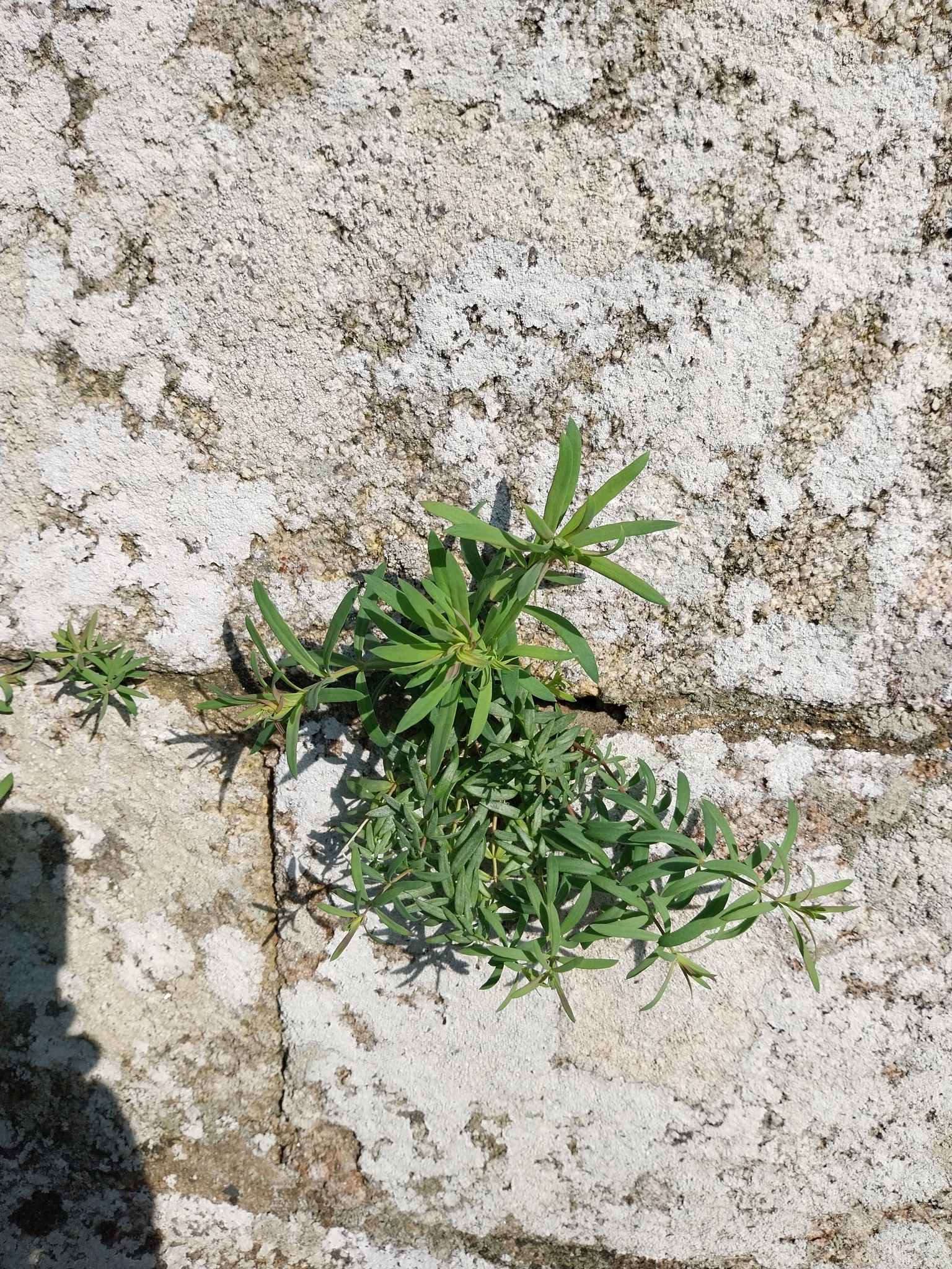 Creeping toadflax