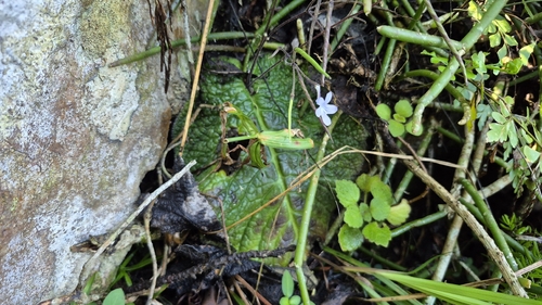 Streptocarpus haygarthii, photograph 1