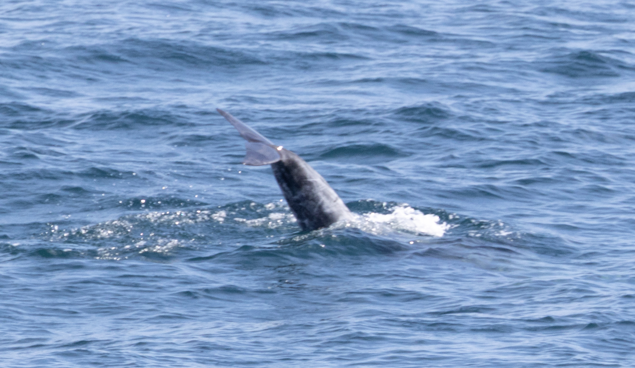 Grampus griseus