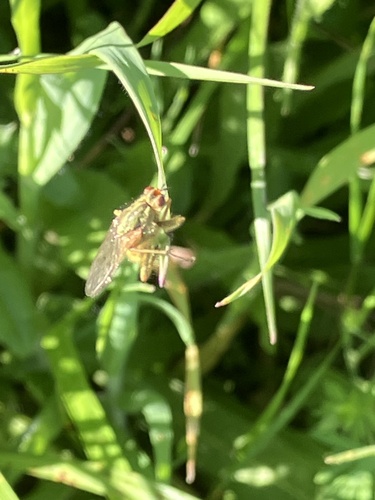 Unknown species found near Helen Putnam Regional Park, Sonoma County, US-CA, US