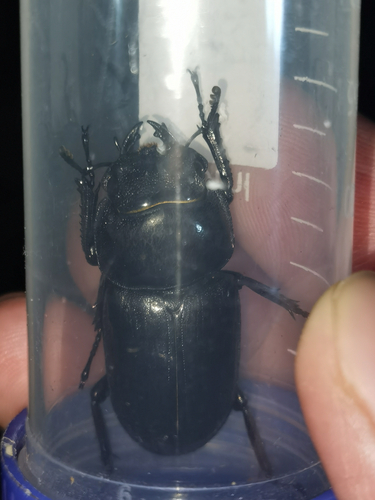 Dorcus hopei hopei