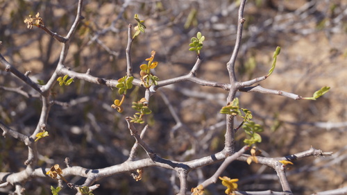 Bursera exequielii León de la Luz 3