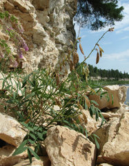 Astragalus gorczakovskii