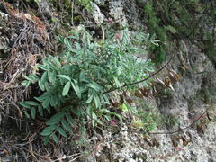 Astragalus gorczakovskii