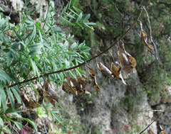 Astragalus gorczakovskii