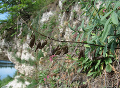 Astragalus gorczakovskii
