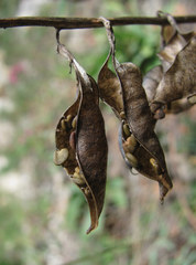 Astragalus gorczakovskii