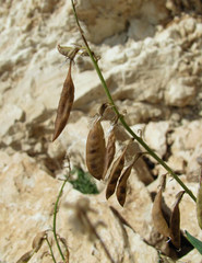 Astragalus gorczakovskii