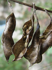 Astragalus gorczakovskii