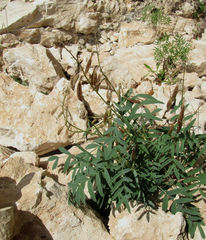 Astragalus gorczakovskii