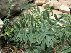 Astragalus gorczakovskii