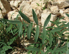 Astragalus gorczakovskii