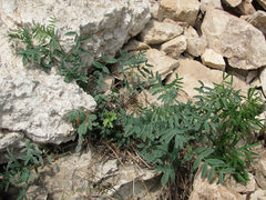 Astragalus gorczakovskii