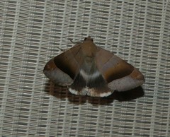 Bastilla hicanora