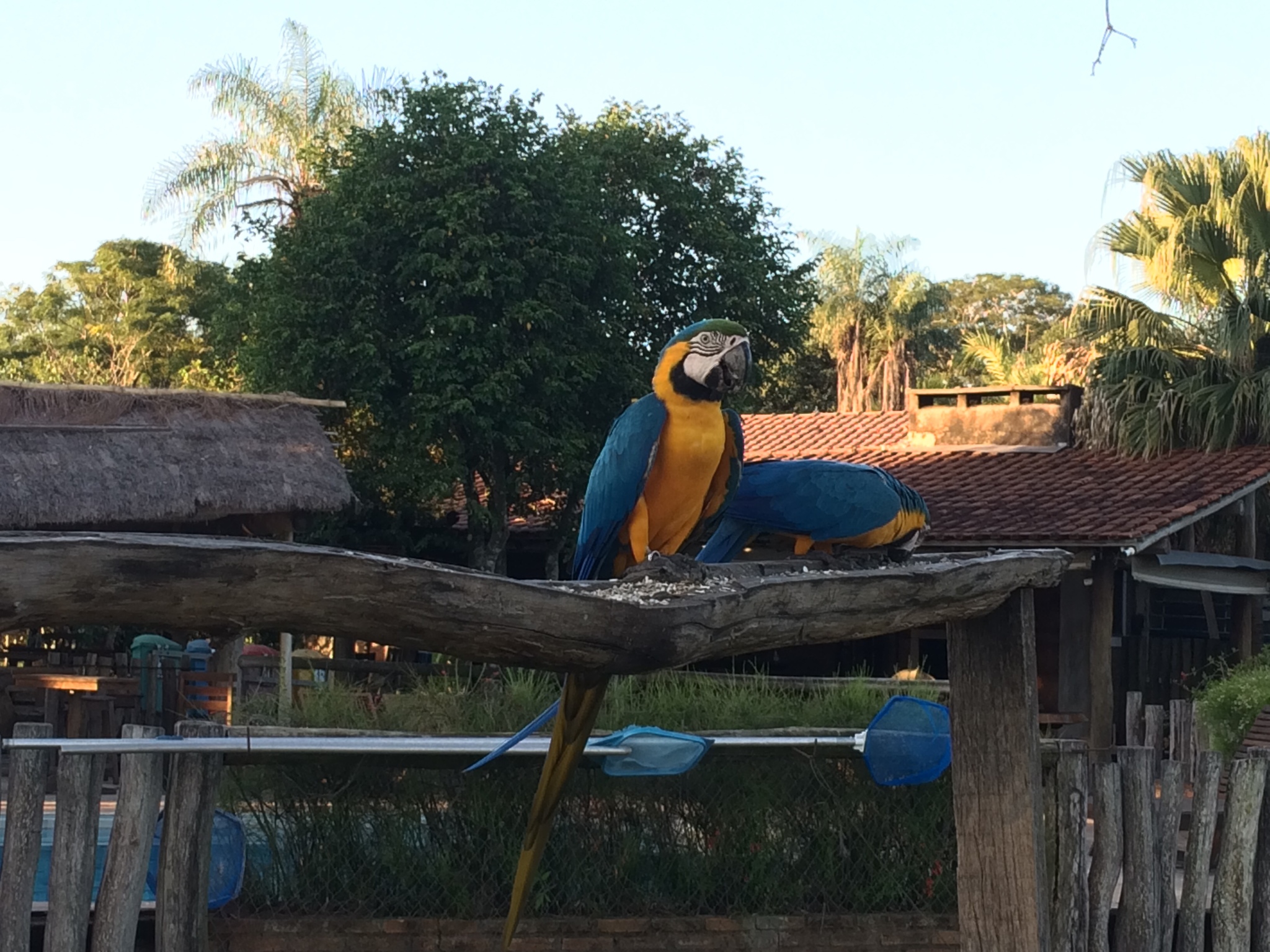 Blue-and-yellow Macaw