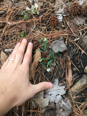 Convallaria