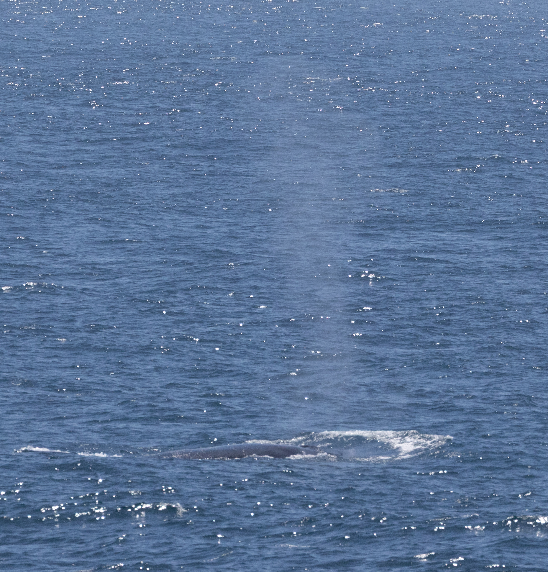 Balaenoptera edeni
