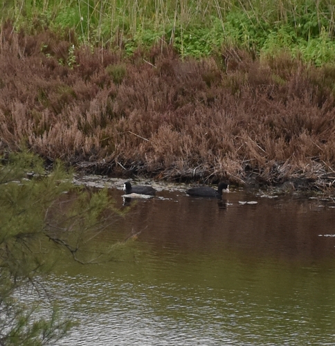 Avistamiento Fulica atra
