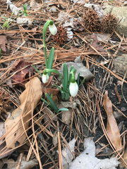 Convallaria