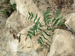 Astragalus gorczakovskii