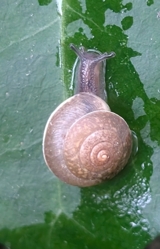 Hygromia cinctella